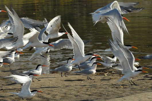 Elegant Terns (Jim Kenney 4/29/15)