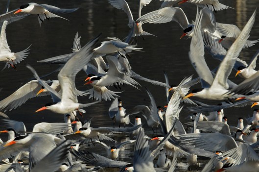 Elegant Terns (Jim Kenney 4/29/15)