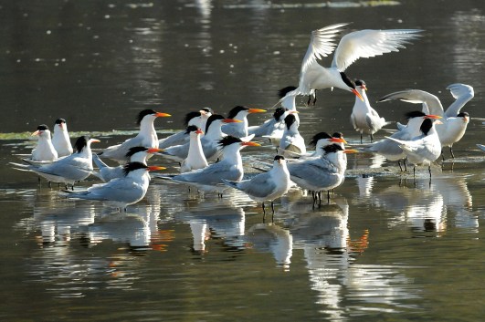 Elegant Terns (Jim Kenney 4/29/15)