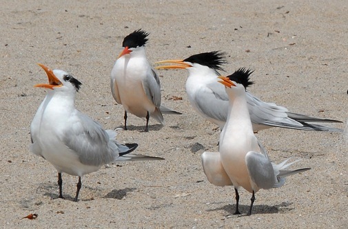 Royal tern (left) with non-breeding crest, 3 Elegant with breeding crest. Royal is noticeably bulkier. Elegant with neck fully extended looks as tall as Royal. (J. Kenney) 