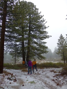 Maja's favorite tree