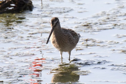Short-billed Dowitcher (R. Ehler 8/23/15)