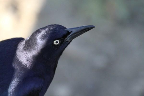 Great-tailed Grackle adult male basic plumage 12/22/23