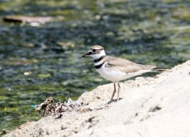 Yet another plover - the Killdeer (R. Ehler 7/26/15)