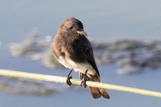 Black Phoebe (R. Ehler 8/23/15)