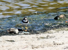 Semipalmated Plover - some "semi"-webbing of toes  visible(R. Ehler 7/26/15)