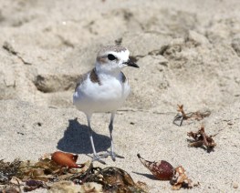 Snowy Plover - note lack of webbing between toes(R. Ehler 7/26/15)