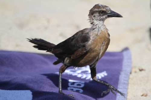 Quiz bird view 2 - Joyce Waterman 8/23/15