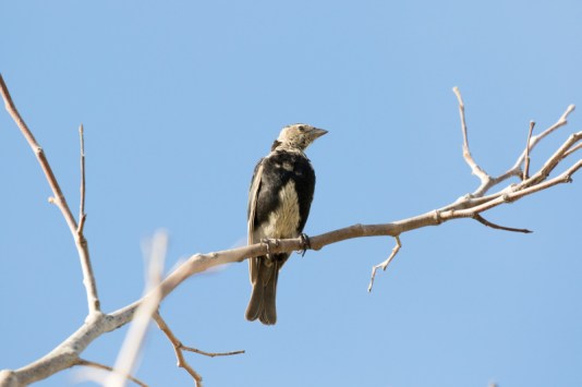 Quiz Bird - Randy Ehler 8/6/15