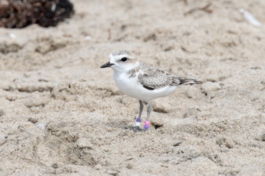 Snowy Plover PV:VW sporting new rings (R. Ehler 8/23/15)