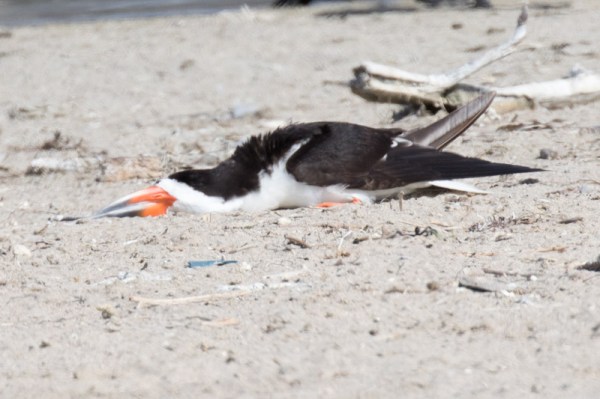 Black Skimmer sleeping (R. Ehler 8/23/15)