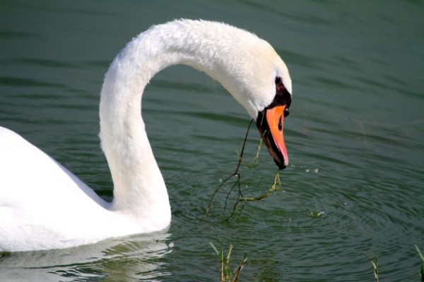 Mute swan, feeding (J. Waterman 8/23/15)