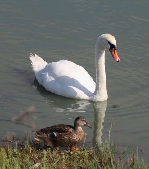 Mute swan and Mallard female (Joyce Waterman 8/23/15)
