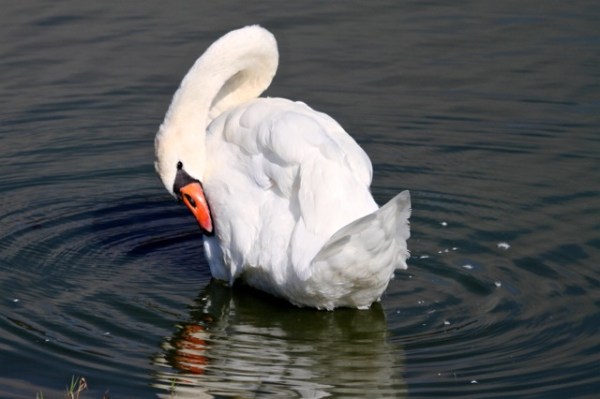 Mute swan, preening (Joyce Waterman 8/23/15)