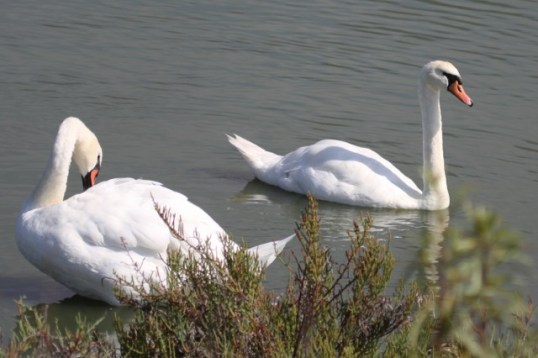 Mute Swan pair (Joyce Waterman 8/23/15)