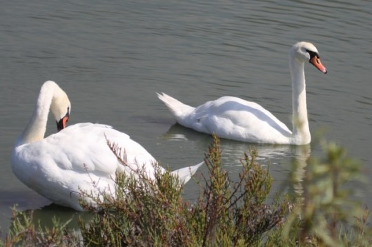 Mute Swan pair (Joyce Waterman 8/23/15)