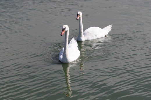 Swimming Mute Swan pair (R. Ehler 8/23/15)