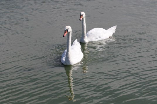 Swimming Mute Swan pair (Randy Ehler 8/23/15)