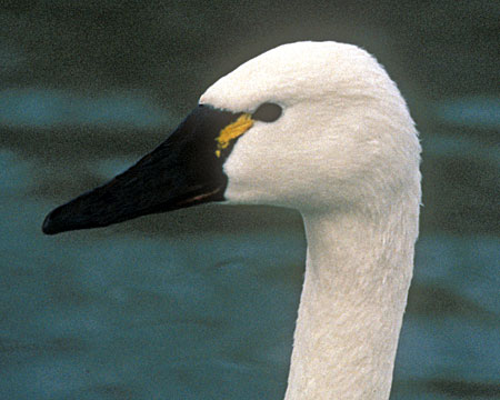 Tundra Swan (Trumpeter Swan Society photo)