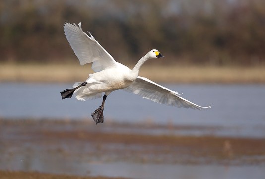 Bewick's swan (Mike Lane Gloucestershire, Feb 2013)