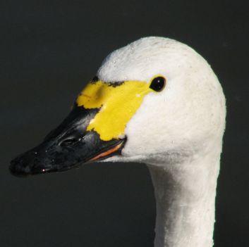 Bewick's race of Tundra Swan (Photographer's Resource)