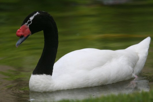 Black-necked Swan (David Albeck)