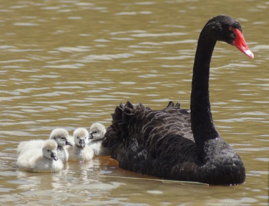 Black Swan, white cygnets (Araminta, Melbourne, Australia)