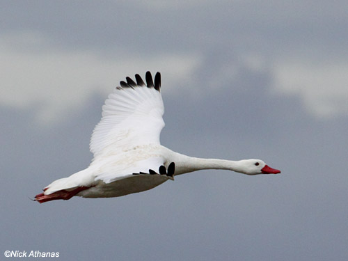 Coscoroba Swan flying (Nick Athanas - Planet of Birds.com)