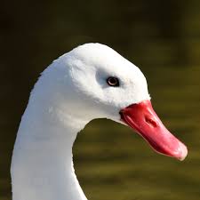Coscoroba Swan (Ken Billington 9/10/09)