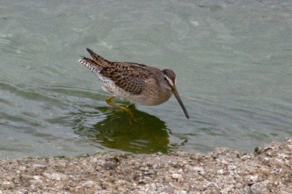 Short-billed Dowitcher (1st year) 9/19/2015 Joyce Waterman