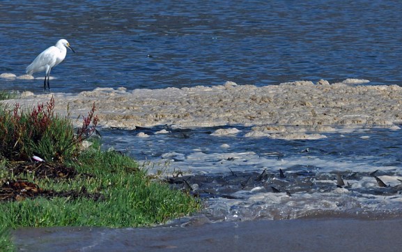 Egret eyes the mullets (Jim Kenney 9/28/15)