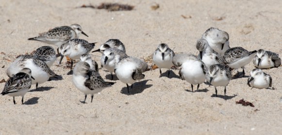The similar Sanderling often roost with Snowy Plovers (R. Ehler 9/27/15)