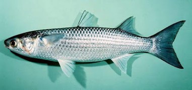 Striped Mullet - definitely not a "Sea Bass" (Smartfarming)