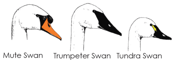 Comparison of N.A. swan heads (North Carolina Wildlife Resources Commission & Trumpeter Swan Society)