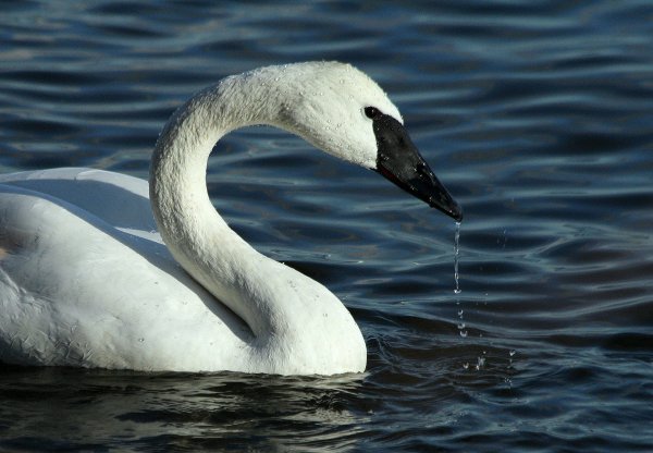 Trumpeter Swan (Miriam Bauman Jan 7 2012 - Burlington, Ontario, Canada)