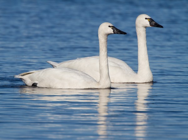Tundra Swan Pair (Mike at RoadsEndNaturalist.com)