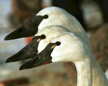 Trumpeter and two Tundra Swans (Swan Paradise.com)