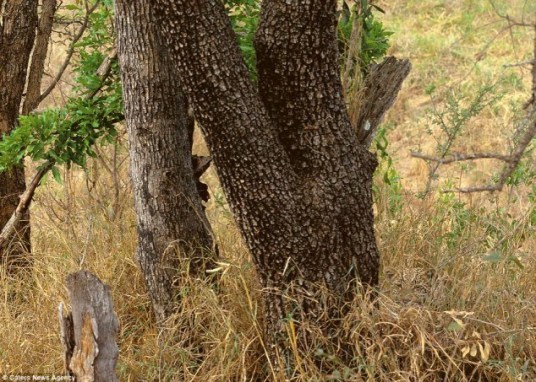 hidden_leopard