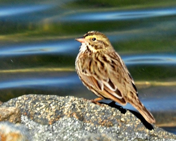 Savannah Sparrow - the usual form (R. Hargraves 10/8/11)