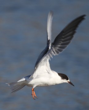 Black extents eye-to-eye around the back (nape) of the head (Joyce Waterman 10/11/15)