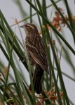 Red-winged Blackbird, f.