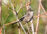 Bushtit_R Ehler_2015-11-22-0149_Cr