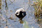 Coot Am_R Ehler_2015-11-22-0030