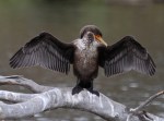 Double-crested Cormorant