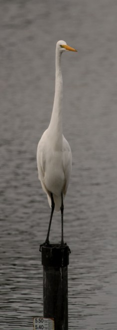 Great Egret pole extension (J. Waterman 10/25/15)