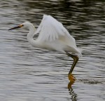 Snowy Egret