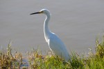 Egret Snowy_R Ehler_2015-11-22-0040
