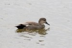 Gadwall male_R Ehler_2015-10-25_0006