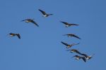 Geese Canada fly_J Waterman_112215_IMG_8577