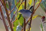 Gnatcatcher BG_J Waterman_112215_IMG_8670